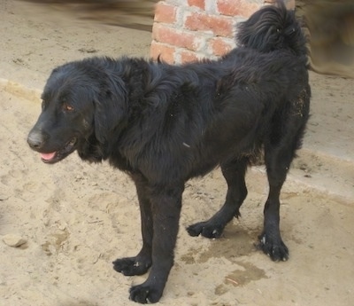 A black Himalayan Mastiff Guard Dog is standing in sand next to a red brick pillar. Its mouth is open and tongue is out