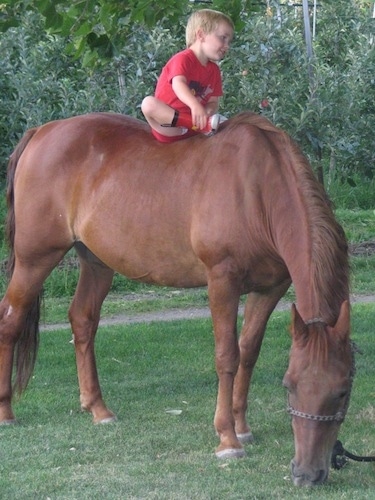 A blonde haired boy in a red shirt is sitting bareback on the back of a horse. The horse is eating grass in a field and the boy is looking to the right.