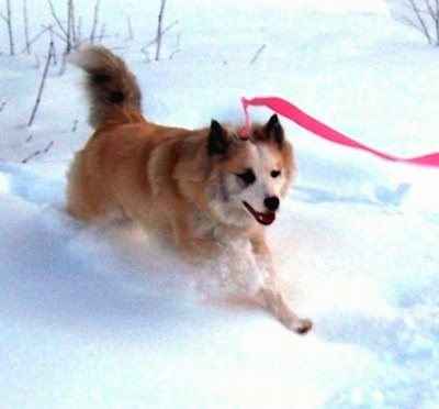 A tan with white Icelandic Sheepdog is running through snow. Its mouth is open and tongue is out