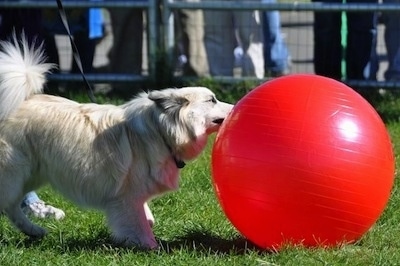 A tan with white Icelandic Sheepdog is standing in grass and biting at a red ball that is almost as large as the dog.