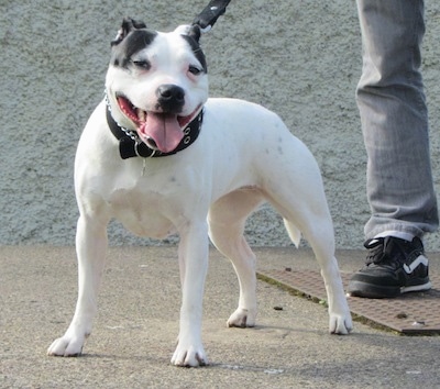 A white with grey Irish Staffordshire Bull Terrier is standing on a sidewalk with a person and a building behind it.