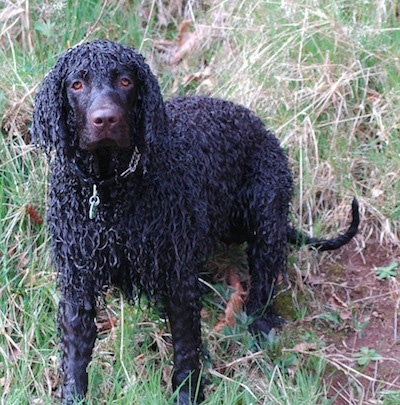 A wet brown Irish Water Spaniel is sitting in grass looking forward