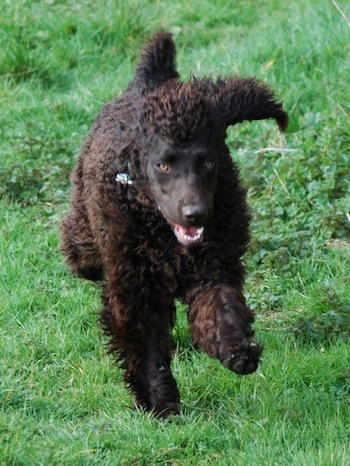 Action shot - A brown Irish Water Spaniel is running in grass