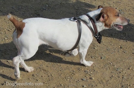 Side view - A white with tan Jack Russell Terrier is walking across dirt with its mouth open