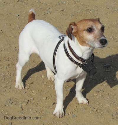 A white with tan Jack Russell Terrier is standing in dirt and looking forward