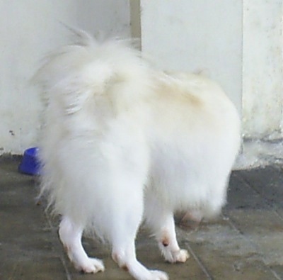 canadiangothstalker:  because the anon informed me that ren is in fact a japanese spitz instead of a pomeranian i had to google it and  omg  theRES SO MUCH FLUFF  its lil fuzzy booty  “aoba!” 