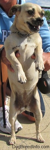 A tan Jug is being held up on its hind legs by a person in a blue sweatshirt behind it. Its mouth is open