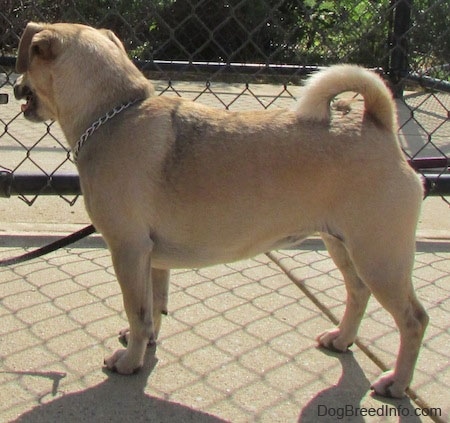 A tan Jug is standing in front of a chain link fence