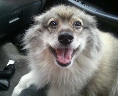 Close Up head shot - A happy looking Keeshond is laying in the passenger seat of a vehicle with her tongue showing.
