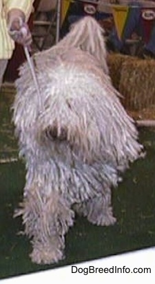 A white corded Komondor is walking across a green surface at a dog show