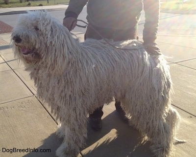 A white Corded Komondor is standing on a concrete block. There is a person behind it. The Komondors mouth is open