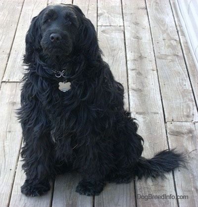 A wavy-coated, long-haired black Labradoodle is sitting on a wooden deck and looking up