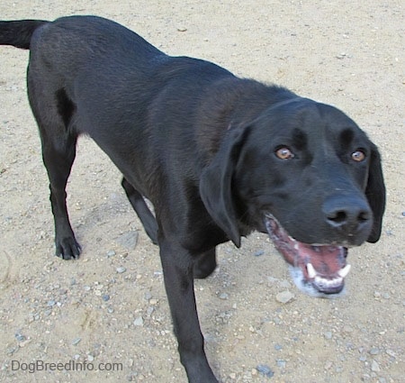 A black Labrador Retriever is walking across rocky sand looking happy with its slobbery mouth open. There are black spots on its tongue.
