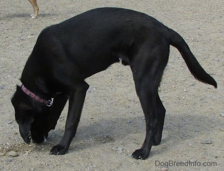 Side view - A black Labrador Retriever is standing with its head down in the dirt.