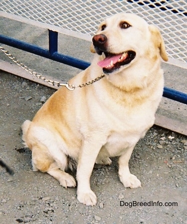 A yellow Labrador Retriever is sitting in dirt and it is looking up and to the right. There is a blue railing with a white fence behind it. Its mouth is open and tongue is out.