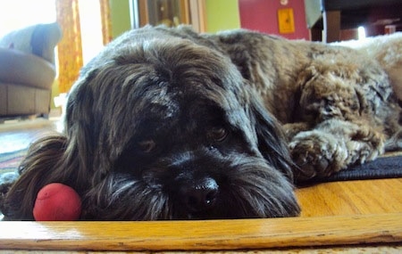 Front view head and upper body shot - A tan and black with grey Lha-Cocker is laying down on a throw rug and a hardwood floor and there is a red ball next to its head.