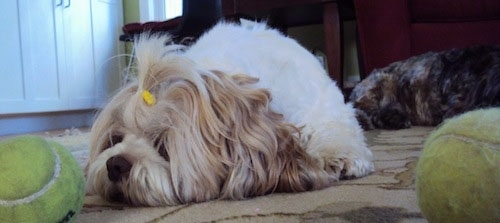 Front view from down low - A tan with white Lha-Cocker has a yellow barrette in its top knot and is laying down on a rug with two tennis balls in front of it. There is a darker dog laying down behind it.