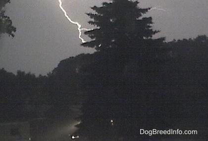 lightning striking behind a tree