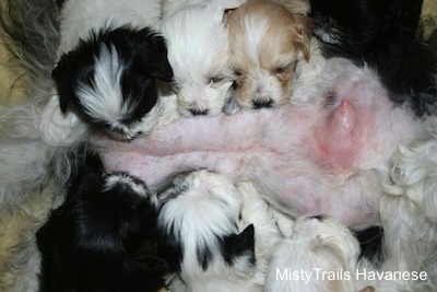 Puppies sucking on the dam teats except for the affected one