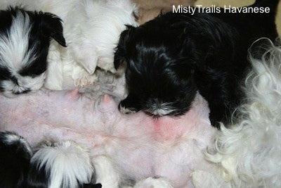 Puppy sucking on the last teat