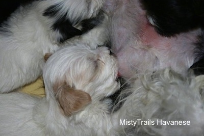Close Up - Puppy sucking on the affected teat