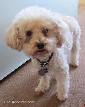 View from the front - A cream with tan Miniature Poodle dog is standing on a carpet next to a wall and its head is slightly tilted to the left.