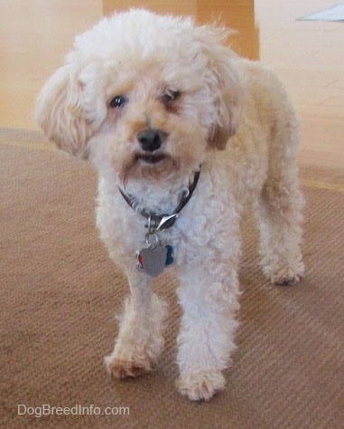 View from the front - A cream with tan Miniature Poodle is standing on a tan carpet and looking forward.
