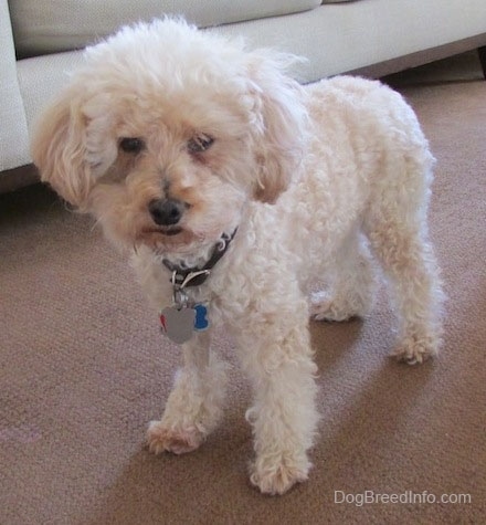 A cream with tan Miniature Poodle is standing on a tan carpet in front of a tan couch.
