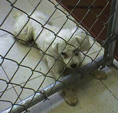 View from the top looking down - A white Miniature Poodle dog is laying on a white tiled floor in front of a chain link fence inside of a pen with its front paws under the fence. It is looking forward.