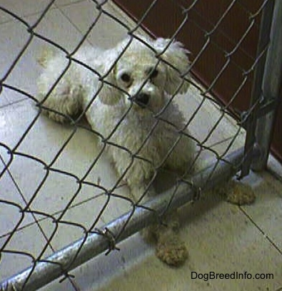 View from the top looking down - A white Miniature Poodle dog is laying on a white tiled floor in front of a chain link fence inside of a pen with its front paws under the fence. It is looking up.