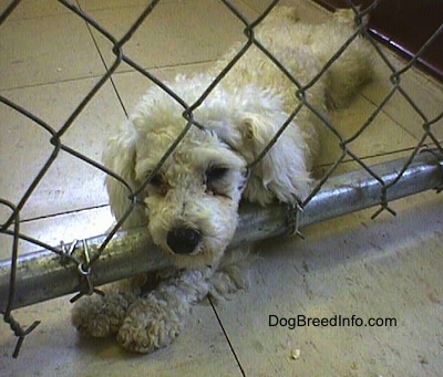 Close up - A white Miniature Poodle dog is laying on a tiled floor. Its head is pushing into a chain link fence inside of a pen with its front paws under the fence.