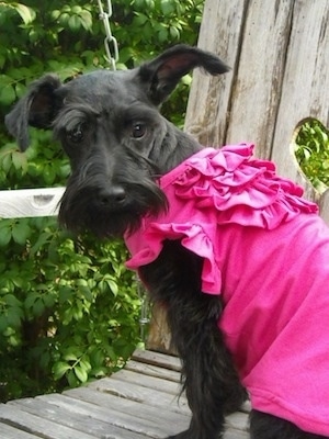 A shaved black Miniature Schnauzer puppy is sitting on a wooden rocking porch chair wearing a hot pink shirt and it is looking behind itself.