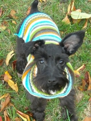 View from the top looking down - A black Miniature Schnauzer puppy is sitting in grass with fallen leaves all around it looking up. It is wearing a colorful sweater.