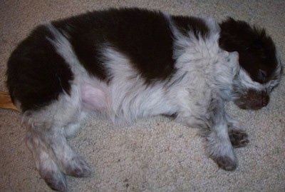 Side view from the top looking down - A fluffy, black and white mixed breed puppy is sleeping on its left side on a carpet.