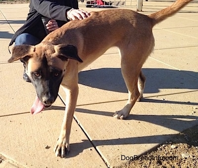 Side view - A panting, tan with black and white Belgian Shepherd/Malinois mix is walking down a concrete surface. A person is petting its back.