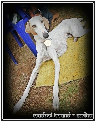 A double white border overlayed. Sadhu the Mudhol Hound is laying on a rug next to a blue chair with a person in it. The words - mudhol hound - sadhu are overlayed