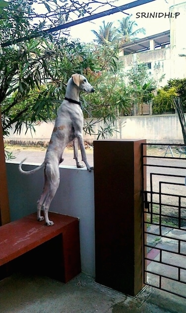 Sadhu the Mudhol Hound is standing on a bench in a yard with its front paws on a concrete wall and looking over it