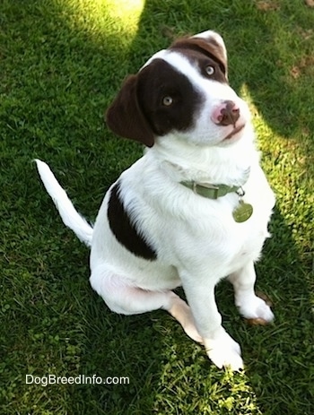 The front right side of a white with brown puppy that is sitting on grass