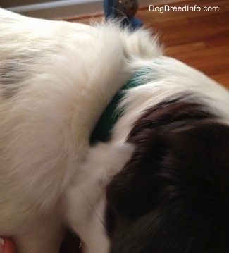 Close up - The back of a white with brown puppies collar and long hairs