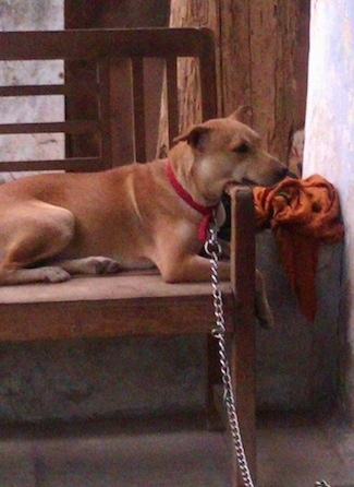 Side view - A large, short-haired, red with tan Pariah Dog is laying across a wooden bench with its head on the arm.