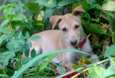 Front side view - A rose-eared, short-haired tand and white Pariah Dog is wearing a red collar laying in the middle of green weeds looking up and forward.