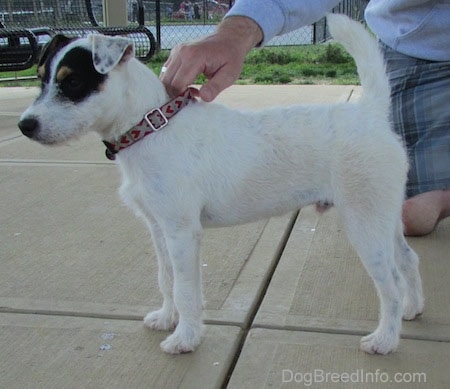 Left Profile - A white with black Parson Russell Terrier dog is standing on a concrete surface. There is a persons hand holding its collar.