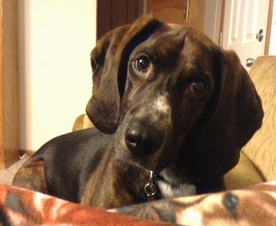 A long-droopy-eared, hound looking, brown and black with white Plott Hound is laying on top of a couch. Its head is tilted to the right.