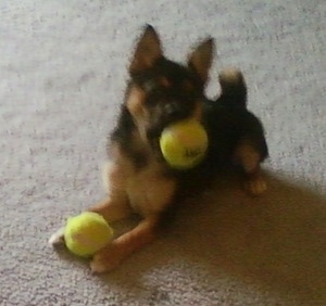 Front side view - A black with tan Pom Terrier puppy is laying on a carpet and it is playing with two tennis balls. One in the mouth and another in its front paws.