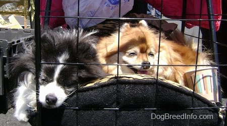 Close up - A black and white Pomeranian is sleeping next to a brown with white Pomeranian inside of a dog stroller outside on a sunny day.