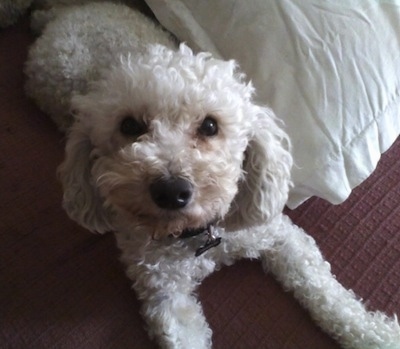 Front view looking down at the dog - A curly-coated, white Poodle mix is laying on a bed and to the right of it is a white pillow.