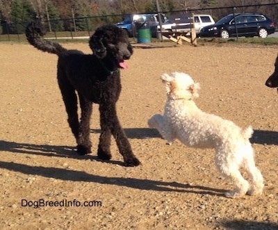 A tall black Poodle is standing on a dirt surface and a smaller white Miniature Poodle is jumping at the black Poodle.