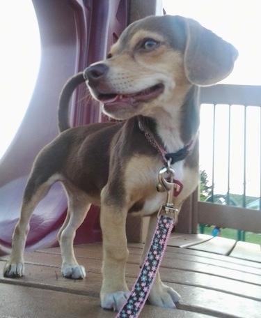 Front side view - A brown with tan and white Queen Elizabeth Pocket Beagle puppy is up on top of playground equipment looking to the left. Its mouth is open slightly, tongue is showing and its tail us up.