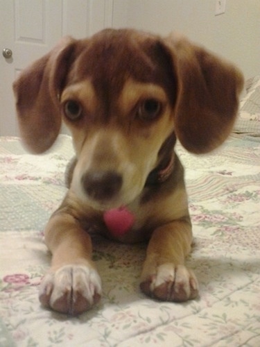 Front view - Chloe the Queen Elizabeth Pocket Beagle puppy laying down on a humans bed looking forward.