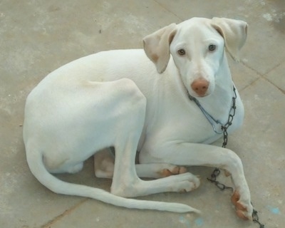 A long legged skinny white Rajapalaym is dog laying on a tiled floor and it is looking up.